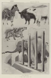 A Baby Show at the Zoo